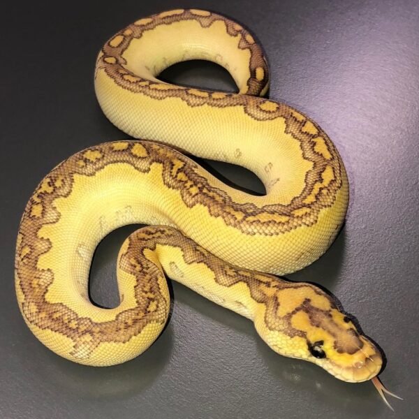 Butter Blade Clown Ball Python for Sale | Premium Morph