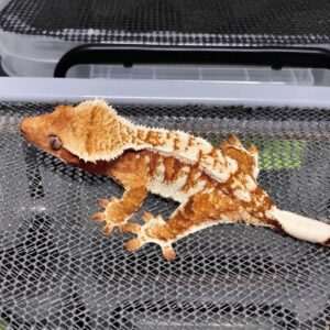 Gargoyle Gecko For Sale