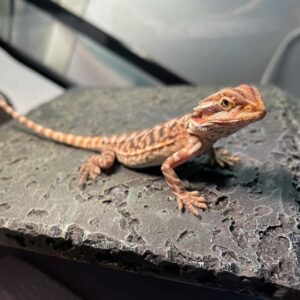 Bearded Dragon For Sale