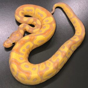 Banana Clown ball python for sale