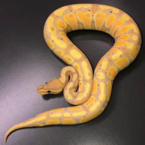 Banana Het Clown ball python for sale