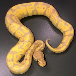 Banana Het Clown (ii)