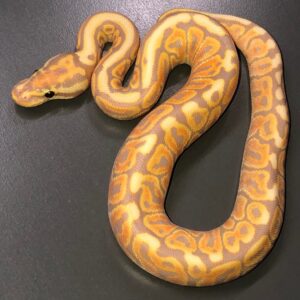 Banana Mojave Spotnose Het Clown ball python for sale