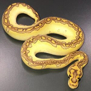 Butter Blade Clown ball python for sale