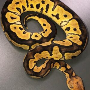 Clown ball python for sale