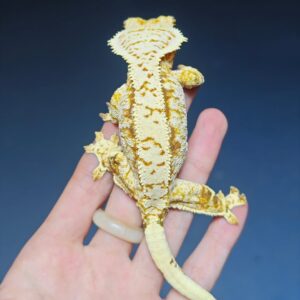 Pinstripe crested gecko for sale