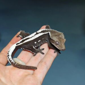 Extreme White Pinstripe