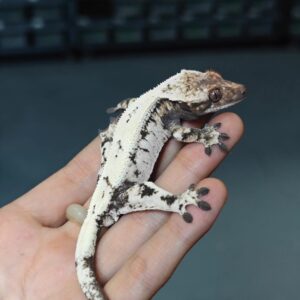 crested gecko for sale