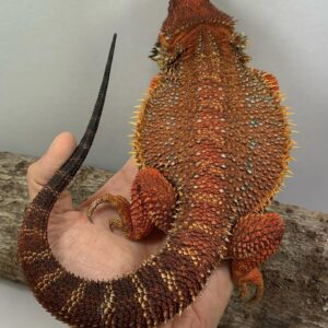 bearded dragon lizard for sale
