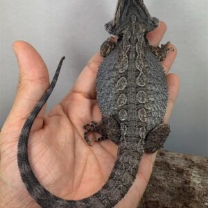 Dunner zero bearded dragon for sale
