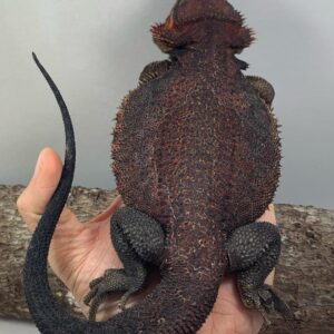 bearded dragon online