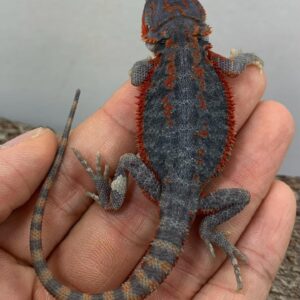 Blue Bar Dunner bearded dragon for sale