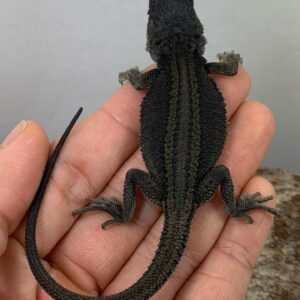 Dark zero Dunner bearded dragon for sale