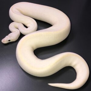 Blue Eyed Lucy ball python for sale