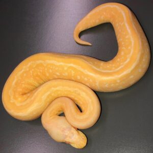 Albino ball python for sale