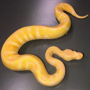 Albino Enchi