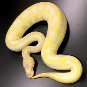 ball pythons for sale near me