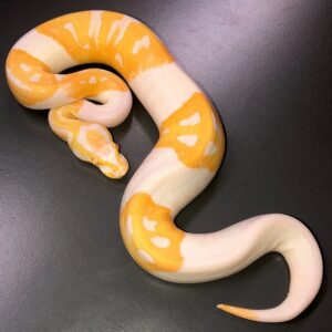 Albino Pied