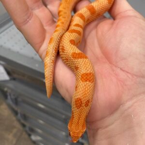amelanistic corn snake for sale