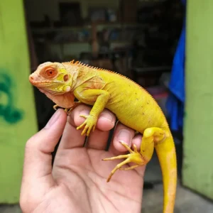 iguana for sale