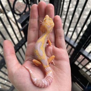 Albino leopard gecko for sale
