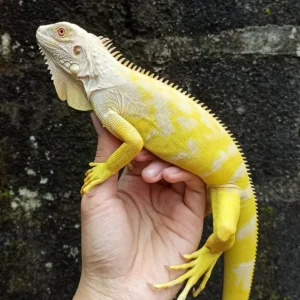 Albino T Iguana for sale