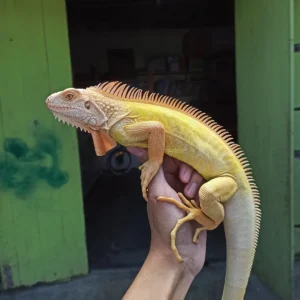 Max - Albino T (iii)