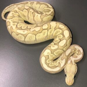 Bamboo ball python for sale
