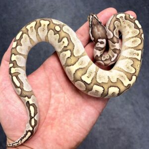 Bamboo Yellow Belly Het Clown