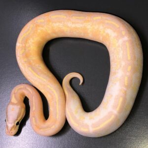 ball python for sale