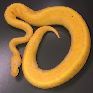 baby ball python for sale