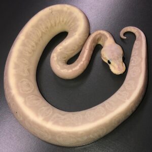Banana Sterling