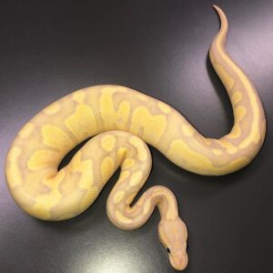 Banana ball python for sale