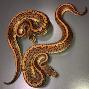 Black Pastel Pinstripe ball python for sale
