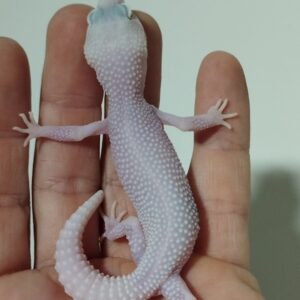 leopard gecko for sale