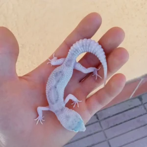 Blizzard leopard gecko for sale