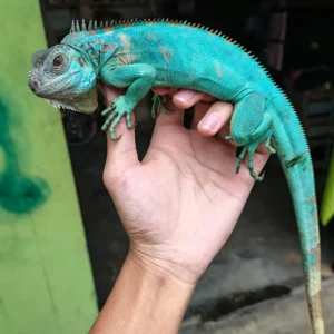 Blue iguana for sale