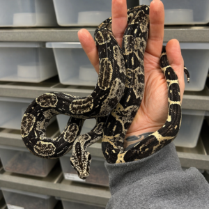 Boa Constrictor For Sale