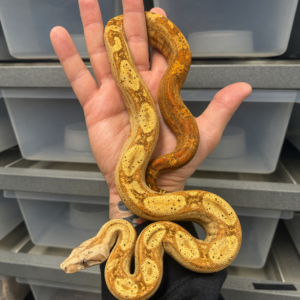 Boa imperator, Hypo (ii)