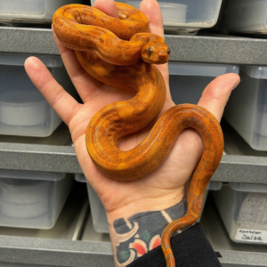 Boa imperator, Hypo