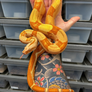 Boa imperator, Hypo (iii)