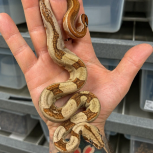 Boa imperator, Normal