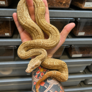 Hypo Boa Constrictor For Sale