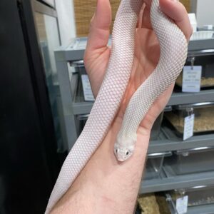 leucistic hognose snake for sale