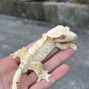 Harlequin crested gecko for sale