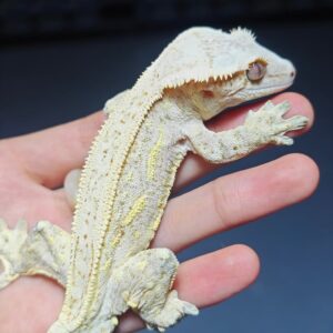 Patternless crested gecko for sale