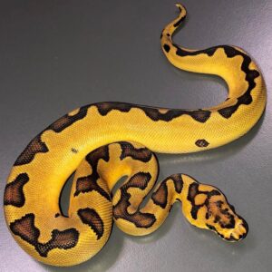 Enchi Clown ball python for sale