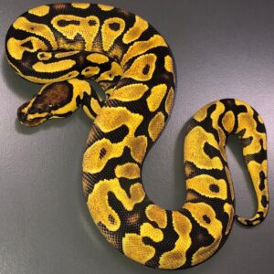 Enchi YB Het Clown ball python for sale