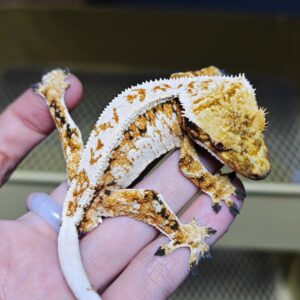 Extreme Harlequin Pinstripe (ii)