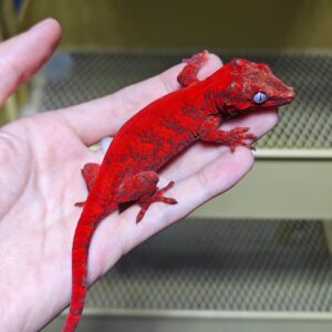 Dalmatian crested gecko for sale